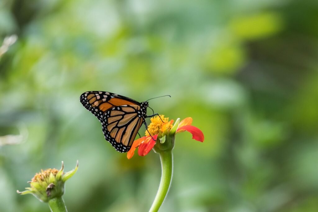 monarch butterfly, butterfly, flower, insect, beautiful flowers, animal, flower background, nature, garden, flower wallpaper, closeup, monarch butterfly, monarch butterfly, monarch butterfly, monarch butterfly, monarch butterfly